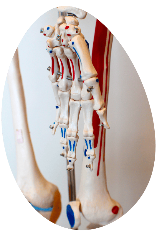 Cabinet de Élodie Lacroux, ostéopathe à Narbonne - Squelette à la consultation